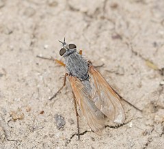 Anabarhynchus kosciuskoensis