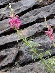 Antirrhinum tortuosum