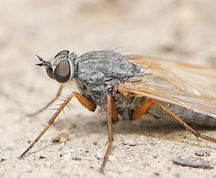 Anabarhynchus kosciuskoensis
