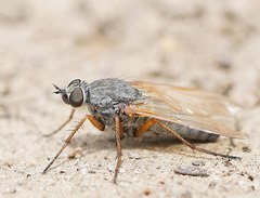 Anabarhynchus kosciuskoensis