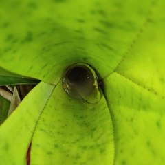 Phyllodytes luteolus