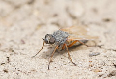 Anabarhynchus kosciuskoensis