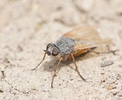 Anabarhynchus kosciuskoensis