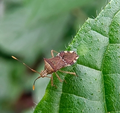 Cletomorpha benita