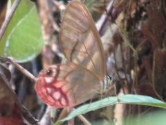 Cithaerias