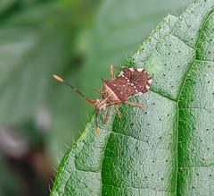 Cletomorpha benita