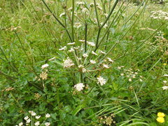 Oenanthe crocata