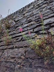 Antirrhinum tortuosum