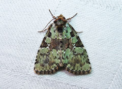 Leuconycta lepidula