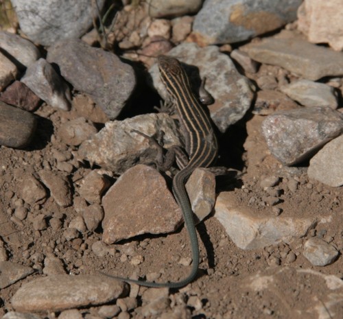 Desert Grassland Whiptail