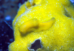 Notodoris citrina
