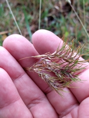 Poa bulbosa vivipara