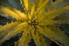 Encholirium spectabile