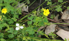 Oxalis chnoodes
