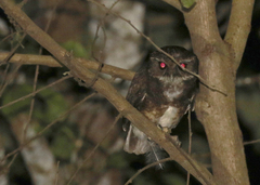 Ninox punctulata
