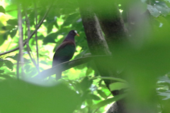 Chalcophaps stephani