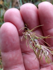Poa bulbosa vivipara