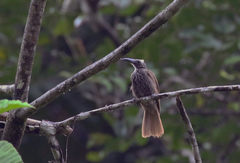 Melitograis gilolensis
