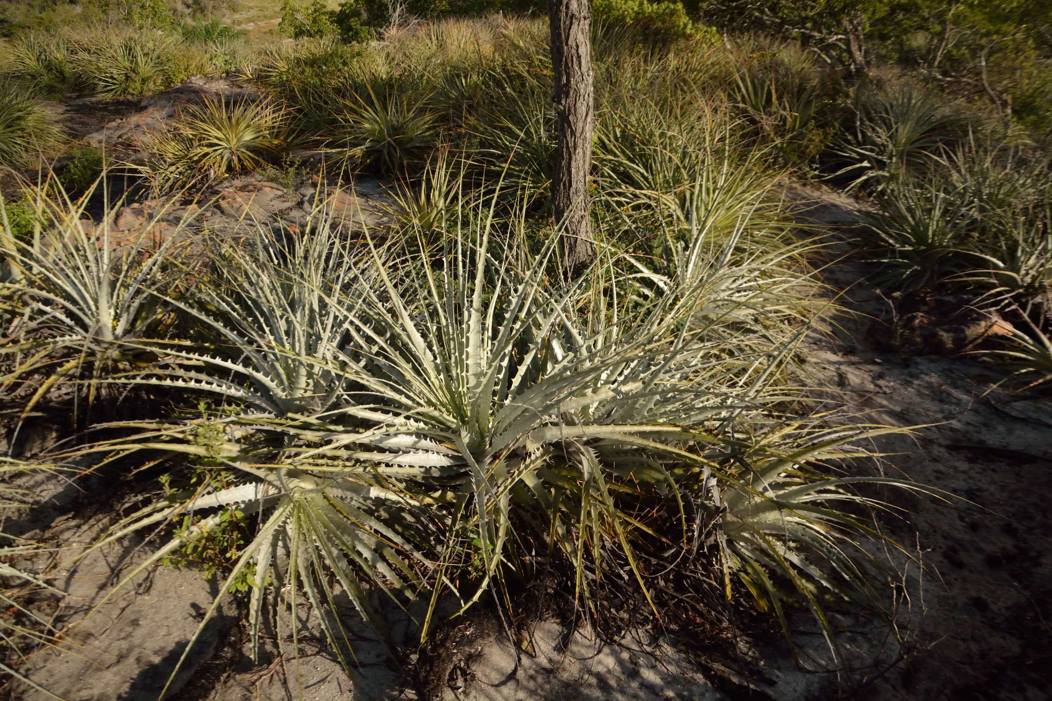 Encholirium spectabile