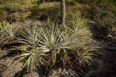 Encholirium spectabile