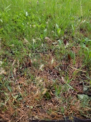 Poa bulbosa vivipara