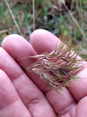 Poa bulbosa vivipara