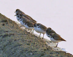 Charadrius leschenaultii