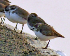 Charadrius leschenaultii