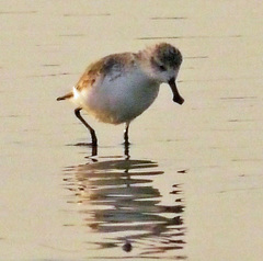 Calidris pygmaea