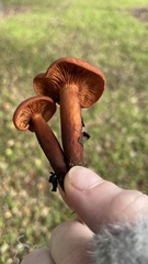 Lactarius rufulus