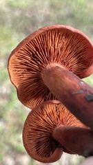Lactarius rufulus