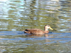 Anas platyrhynchos