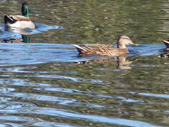 Anas platyrhynchos