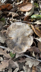 Entoloma ferruginans