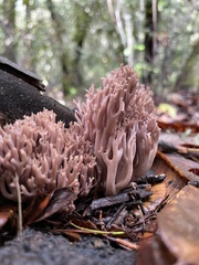 Ramaria violaceibrunnea