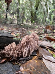 Ramaria violaceibrunnea