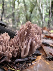 Ramaria violaceibrunnea