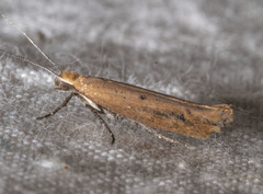 Ypsolopha unicipunctella