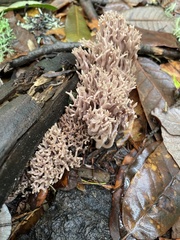 Ramaria violaceibrunnea