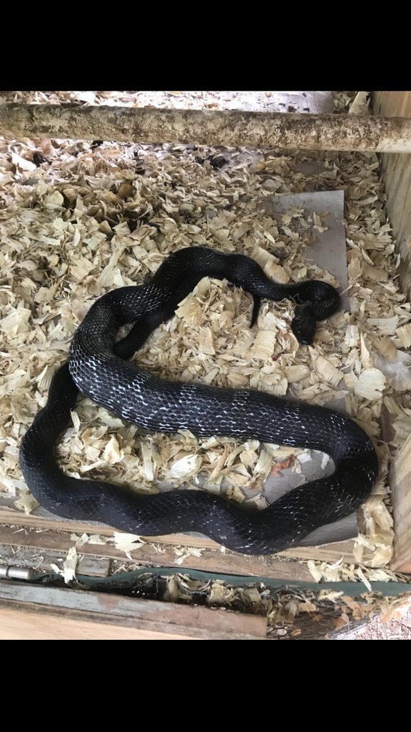Eastern Ratsnake from Cardinal Dr, Greenville, SC, US on August 30