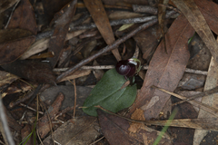 Corybas globulus
