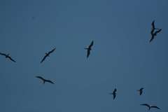 Fregata magnificens