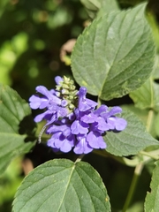 Salvia polystachia