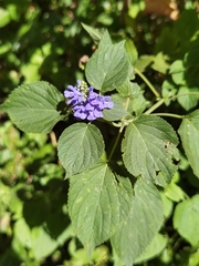 Salvia polystachia