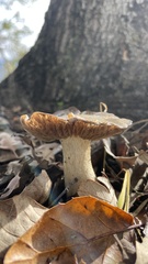 Entoloma ferruginans