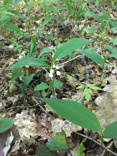 Convallaria majalis