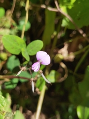 Desmodium sericophyllum