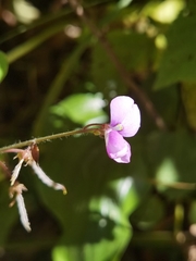 Desmodium sericophyllum