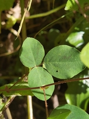 Desmodium sericophyllum