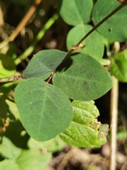 Desmodium sericophyllum